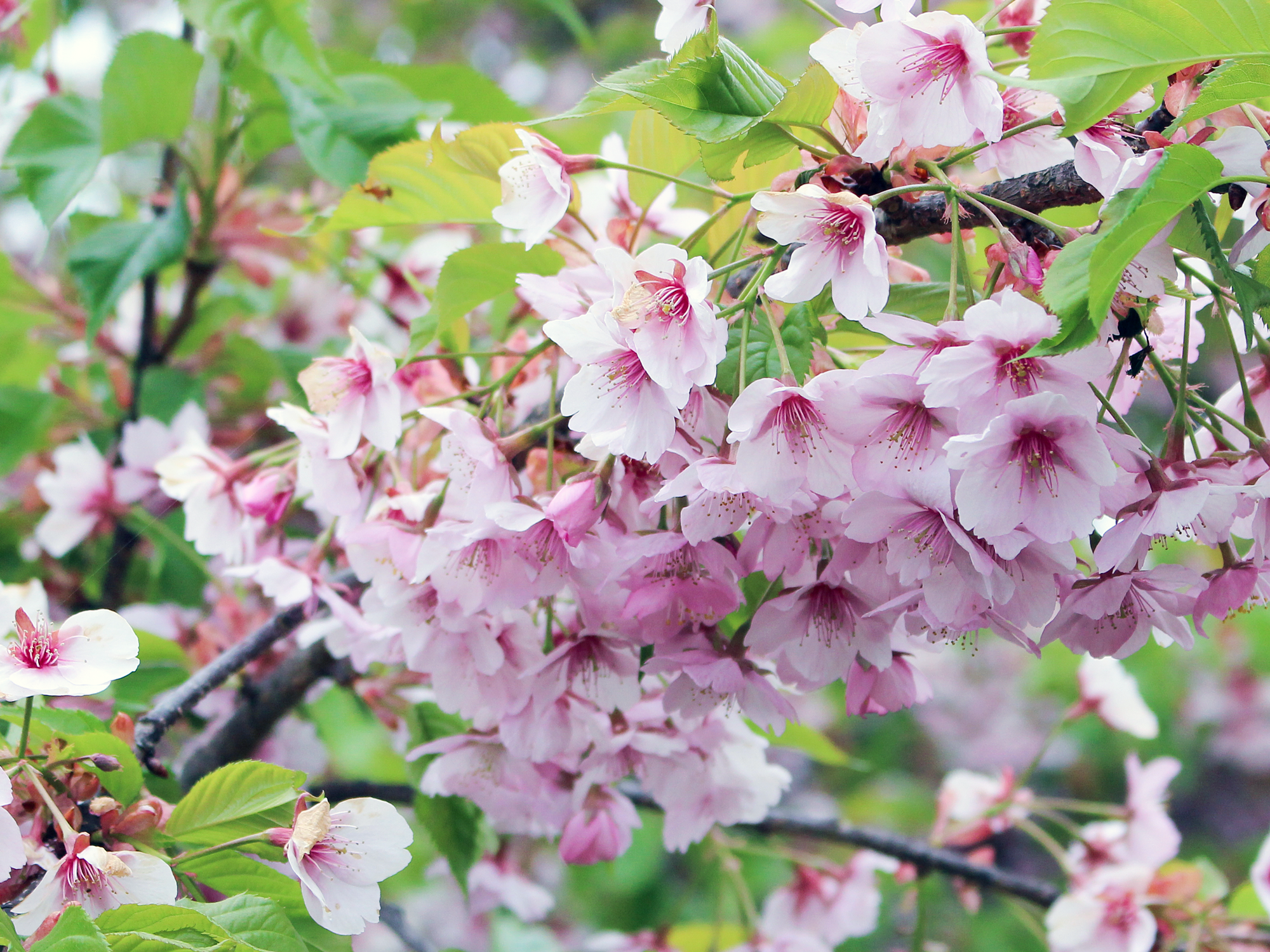 桜 📷2025/4/17 竹駒町仲の沢地区 カワヅザクラ 2023年3月に植樹を